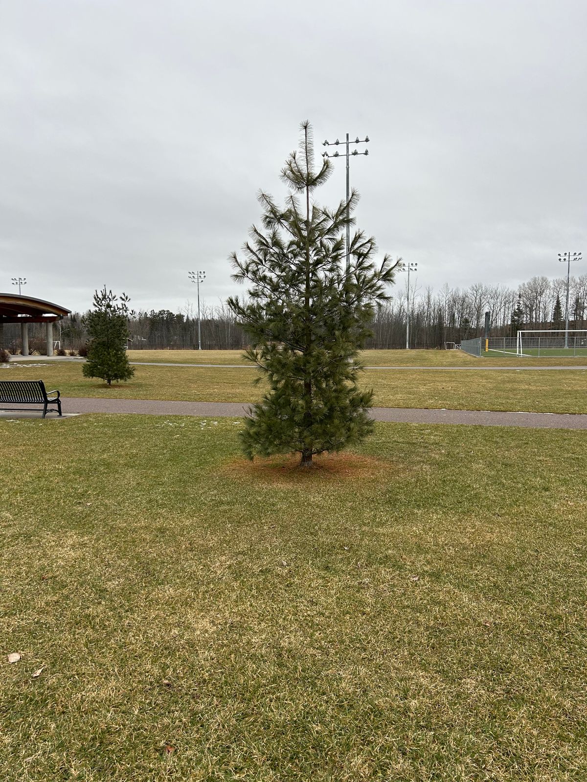 Christmas Tree Drop Off