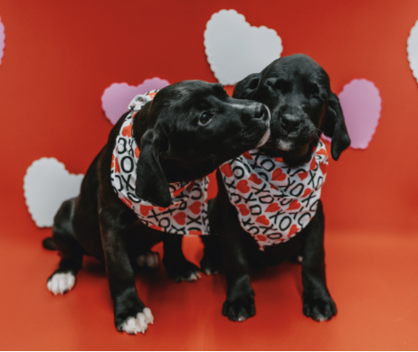 Celebrate your Puppy Love this Valentine’s Day