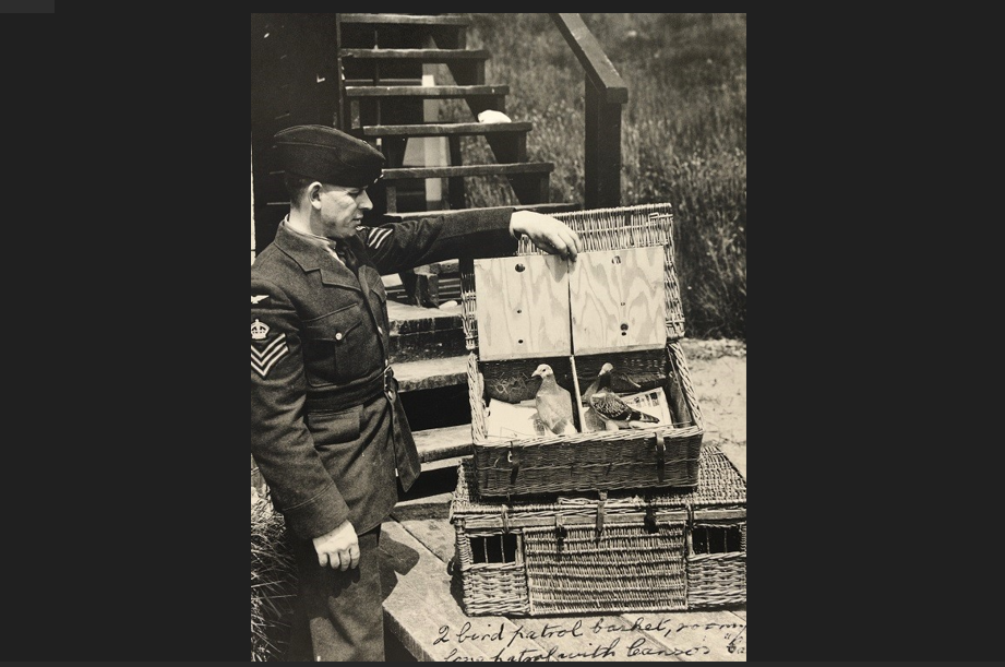 Pigeons in the Royal Canadian Air Force