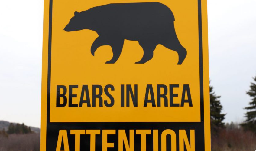 Bears spotted in residential areas