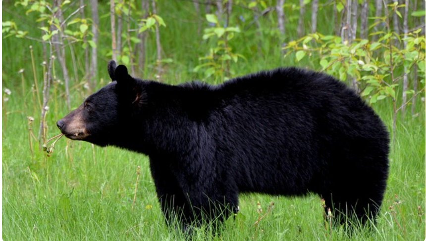 MNR says remove attractants amid increase in bear sightings