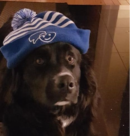 Pet Fire Safety Tips