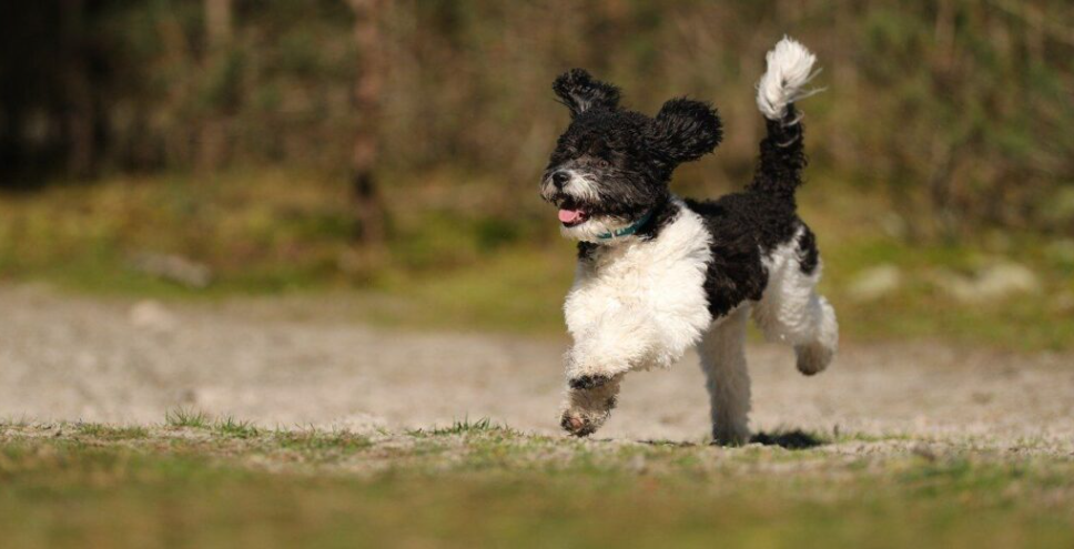 City of North Bay to operate Bruman Community Dog Park