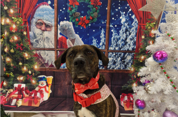 The Ontario SPCA helps more than 500 animals find homes this holiday season