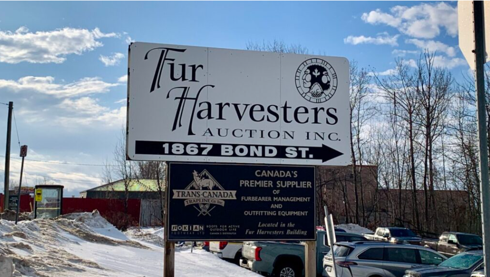 Trappers converge on Fur Harvesters Auction in North Bay
