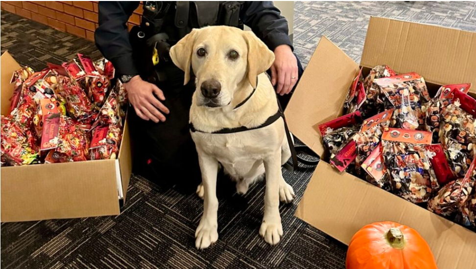 Chewie nearing retirement