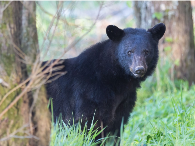 Black Bears Active in the Area; Safety Reminder