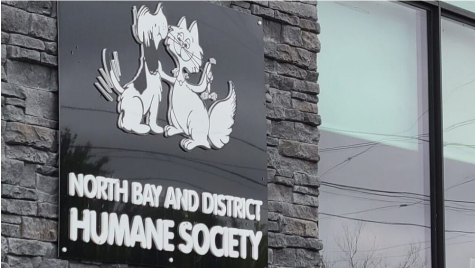 Plenty of kittens up for adoption