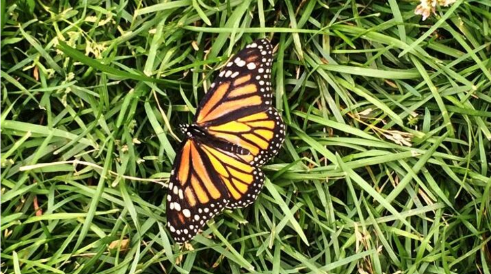 Butterfly release brings mixed emotions
