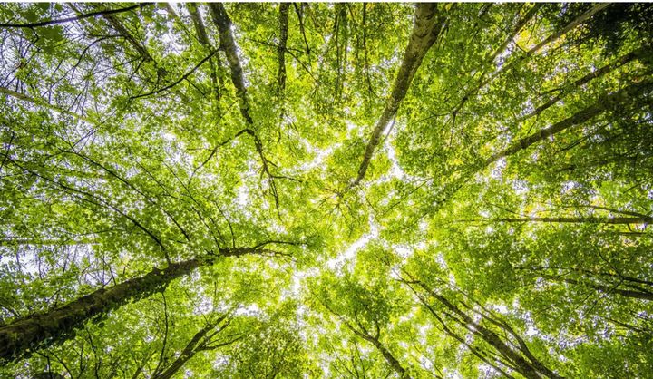 City Removes Emerald Ash Borer-Infested Trees from Waterfront Path