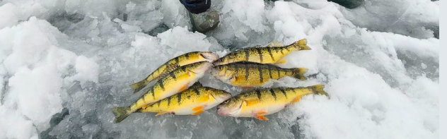 Free Fishing on Family Day Long Weekend