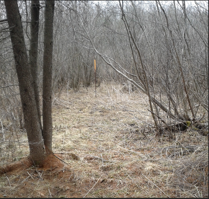 11 years out of the last 36, no snow as of April 1st