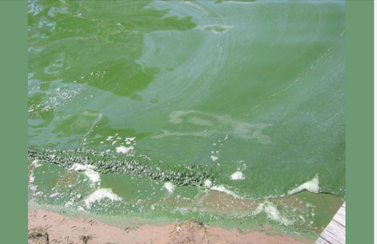 Possible blue-green algal bloom at Waterfront