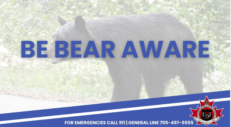 North Bay Police Service Warning Public About Multiple Bear Sightings