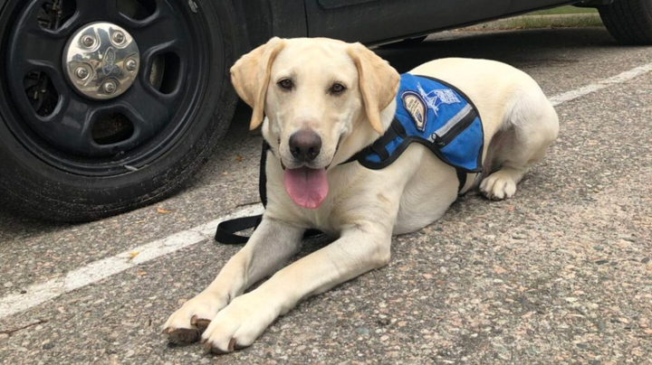 Chewie walks into retirement Thursday