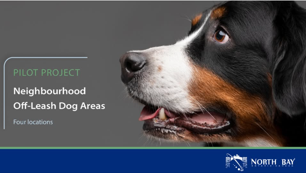 City Launches Neighbourhood Off-Leash Dog Areas