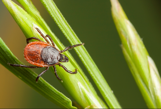 Tick Talk Health Unit Brings Awareness to Ticks, Disease Prevention