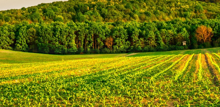 Ontario Investing to Help Stop the Spread of Invasive Species