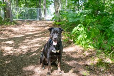 City Completes Upgrades to Bruman Dog Park