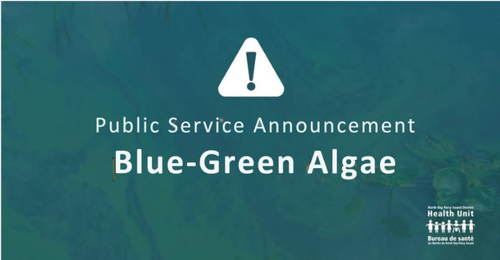 Blue-Green Algae Bloom Callander Bay